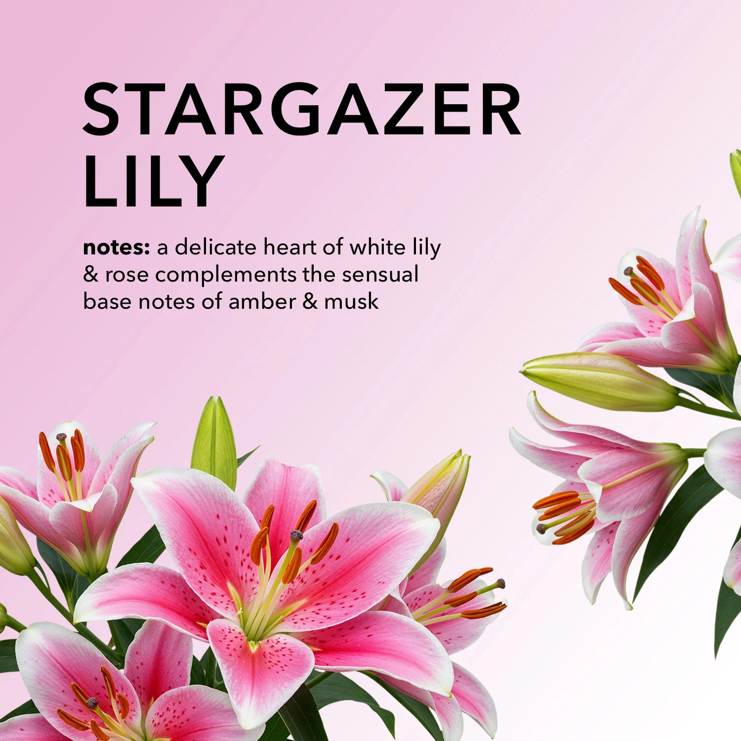 Stargazer Lily Hand & Body Goat Milk Cream - Image 3